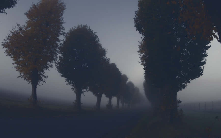 Maple Tree Dark Autumn Silhouette Wallpaper