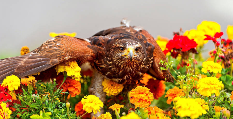 Marigold Flowers With Eagle Wallpaper