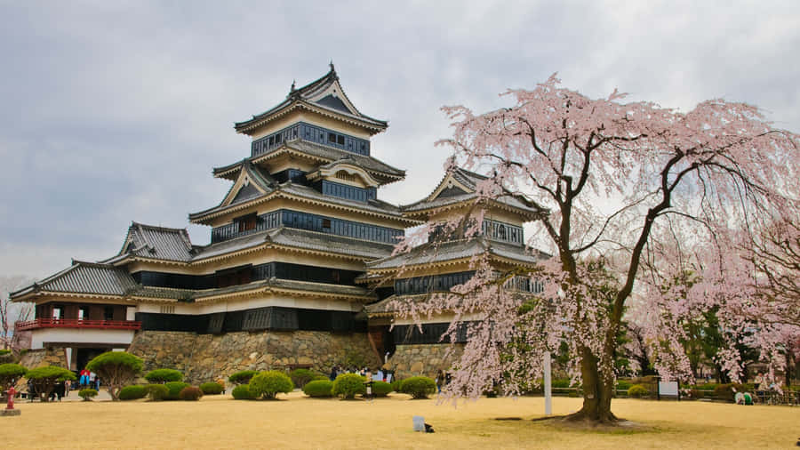 Matsumoto Castle Spring Blossoms Wallpaper