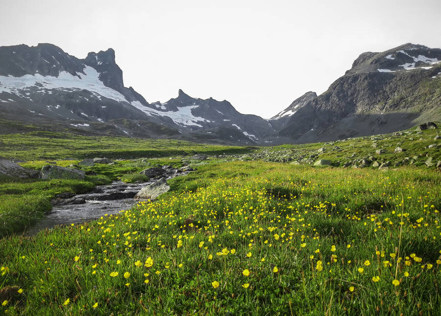 Meadow Growing Beside Mountains Wallpaper