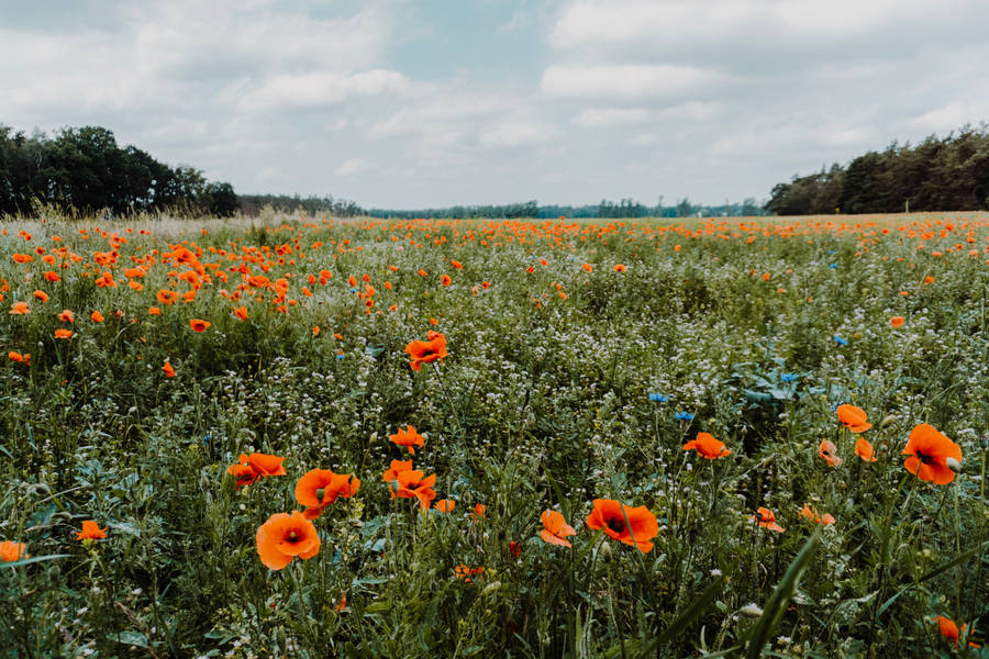 Meadow Of Red Poppy Flowers Wallpaper