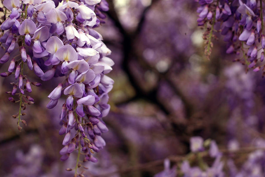 Mesmerizing Wisteria Flowers Bloom On Desktop Wallpaper