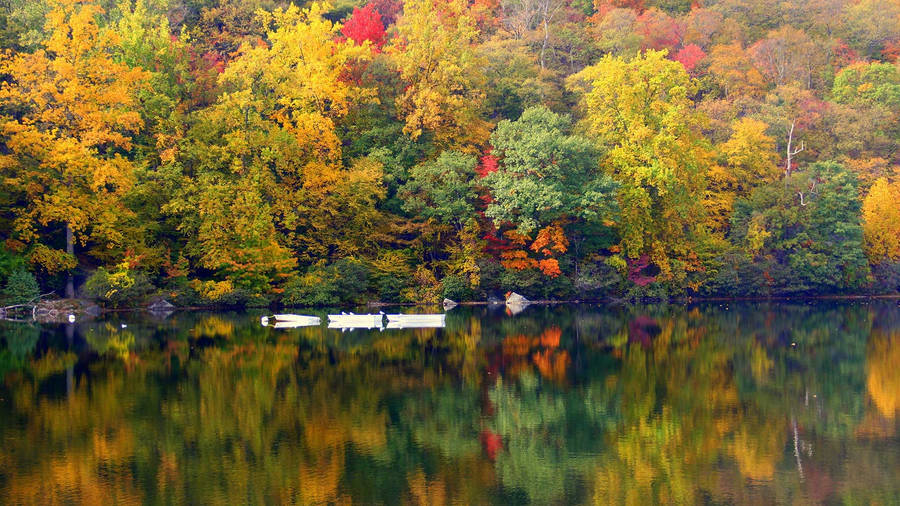 Microsoft Teams Autumn Trees Wallpaper