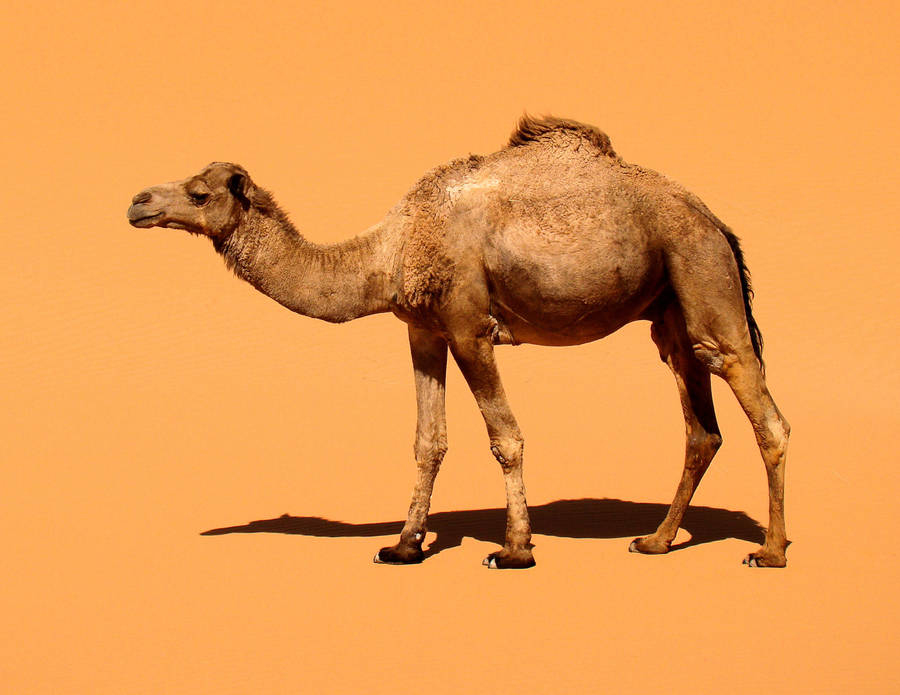 Minimalist Image Of Camel Wallpaper