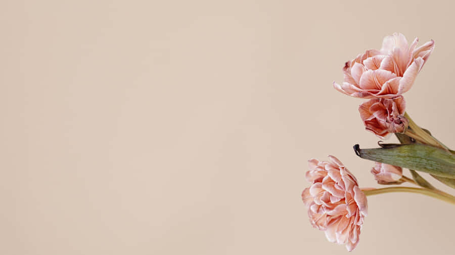 Minimalist Pink Peonies Flowers 4k Monitor Wallpaper