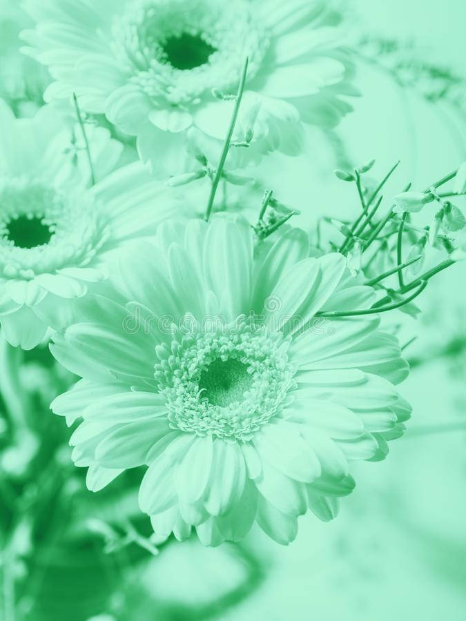 Mint Green Aesthetic Flowers Wallpaper