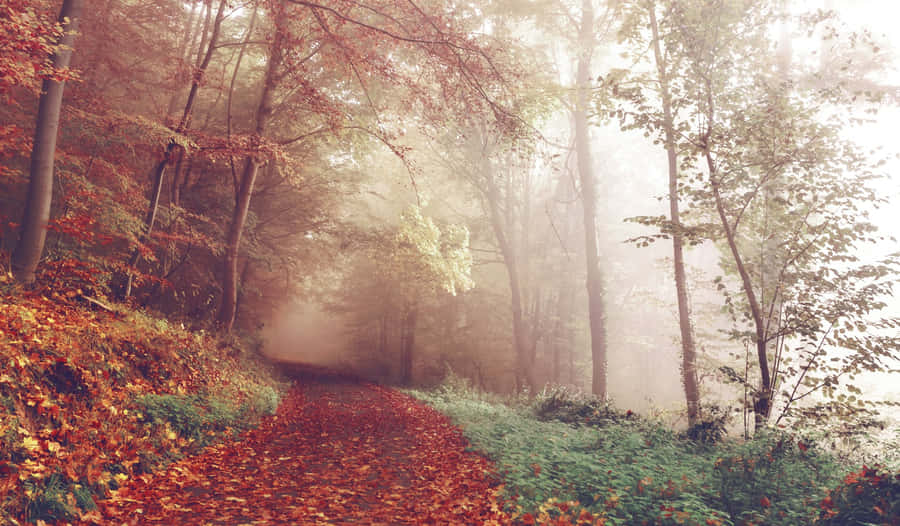 Misty Autumn Forest Path.jpg Wallpaper