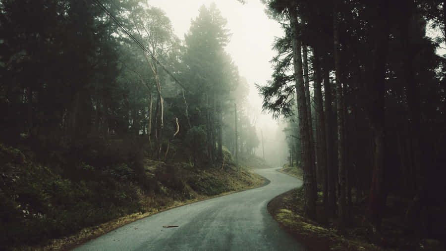 Misty Forest Road Wallpaper.jpg Wallpaper