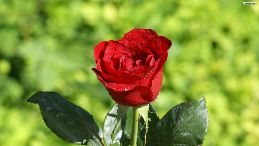 Misty Red Rose Hd Wallpaper