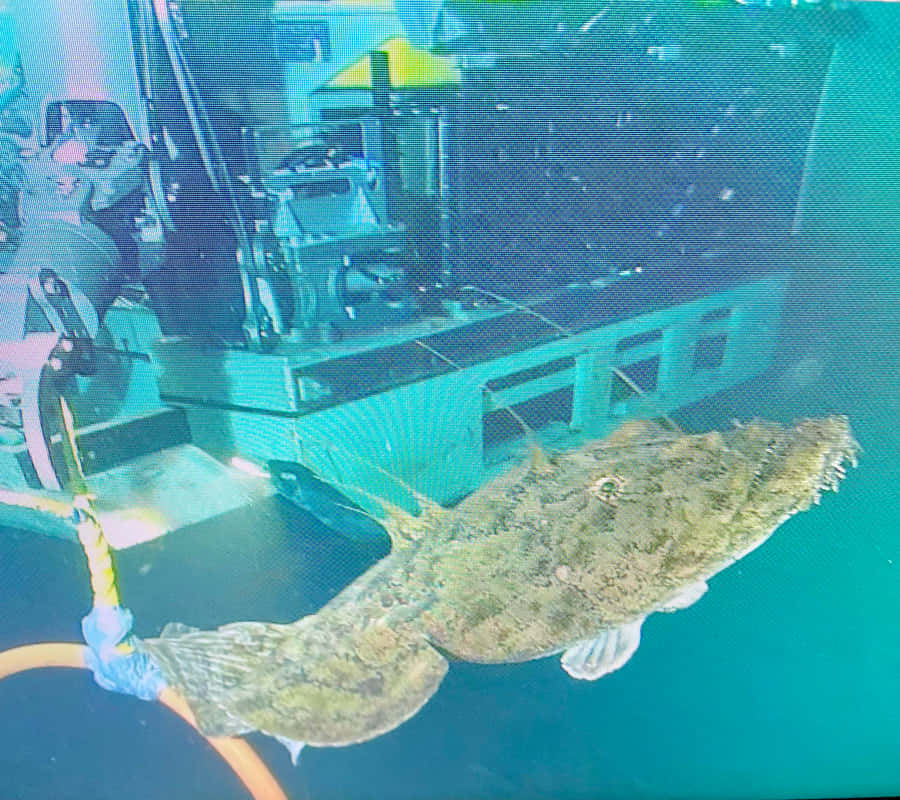 Monkfish Near Subsea Equipment Wallpaper