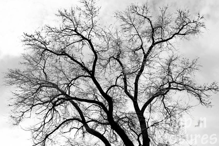 Monochromatic Beauty Of A Tree Wallpaper