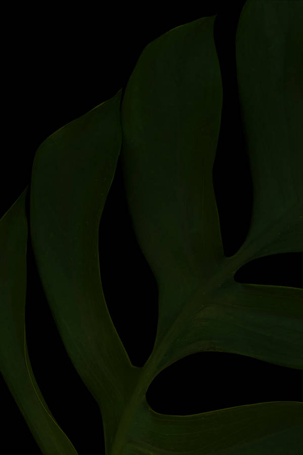Monstera Deliciosa Pure Black Hd Phone Digital Art Wallpaper