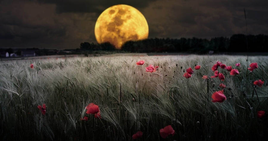 Moon 4k On Flower Field Wallpaper