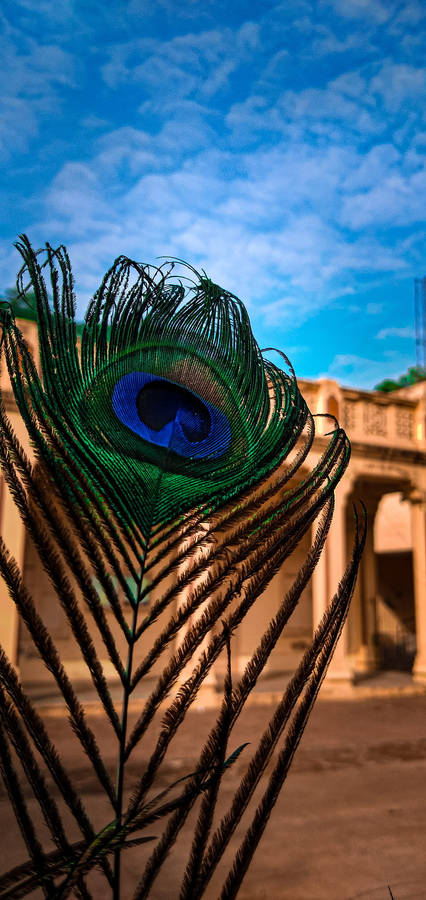 Mor Pankh Blue Sky Wallpaper