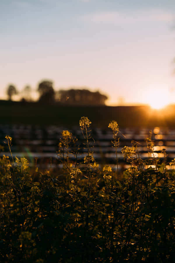 Morning Flower Field Tumblr Photography Iphone Wallpaper
