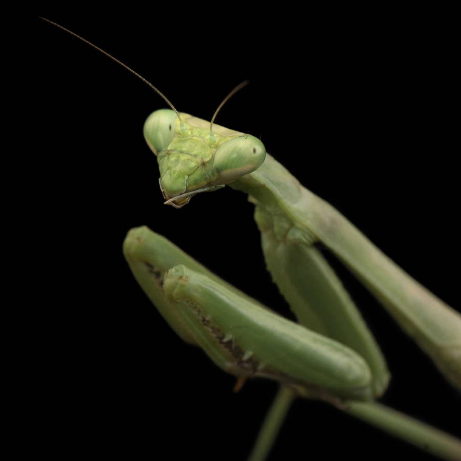 Mossy Green Praying Mantis Wallpaper