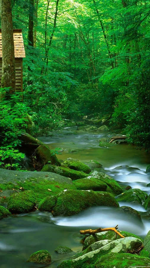 Mossy River Nature Android Hd Wallpaper
