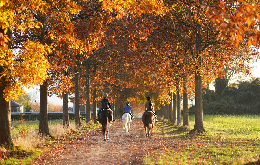 Most Beautiful Desktop Riding Horses Wallpaper