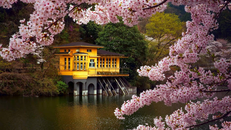 Most Beautiful Spring In Japan Wallpaper