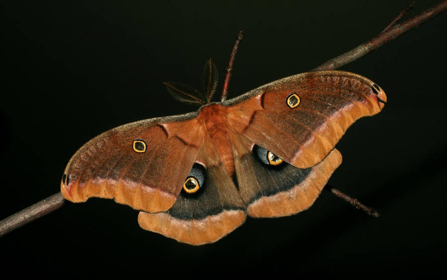 Moth Brown On Thin Branch Wallpaper