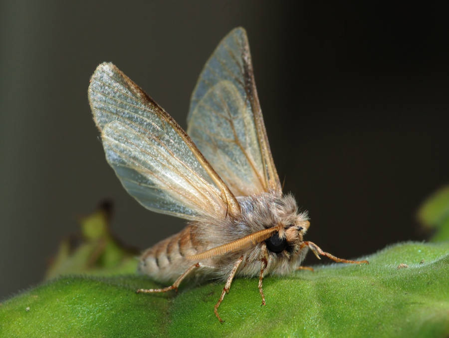 Moth Clear Wings On Leaf Wallpaper