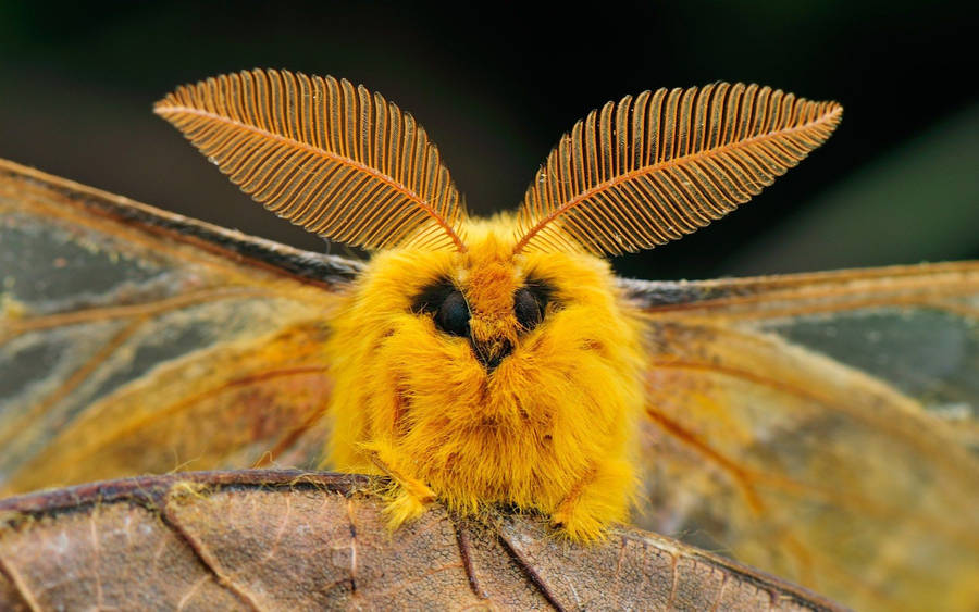 Moth Yellow Aesthetic On Lead Wallpaper