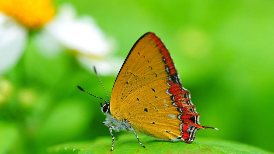 Moth Yellow And Red With Leaf And Flower Wallpaper