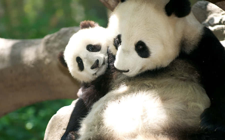 Mother And Baby Panda Laptop Wallpaper