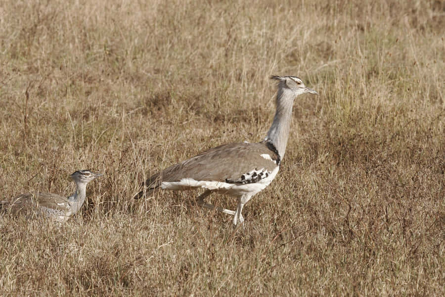 Mother Kori Bustard Bird Protectively Watches Over Her Young Wallpaper
