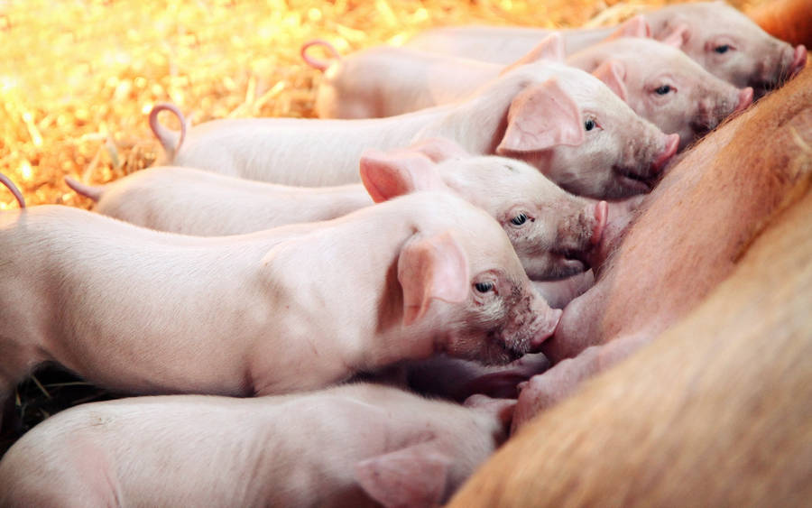 Mother Pig Breastfeeding Piglets Wallpaper