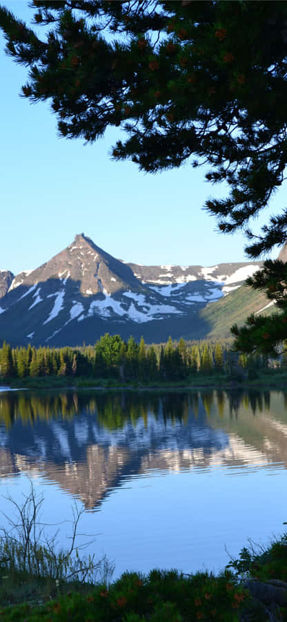 Mountain With Trees Glacier Bay National Park Wallpaper