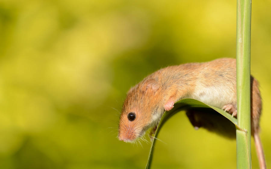 Mouse Clinging On A Leaf Wallpaper