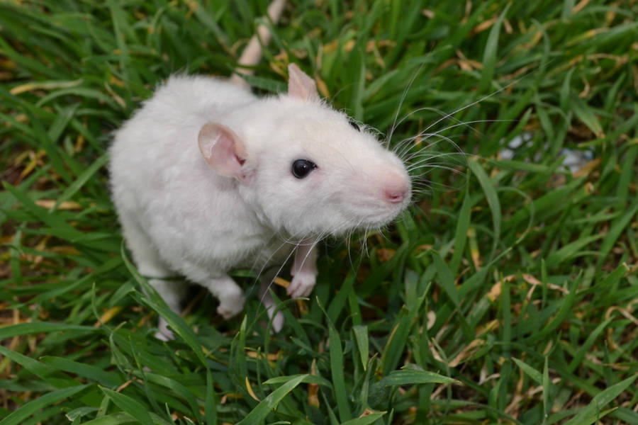 Mouse With White Fur Wallpaper