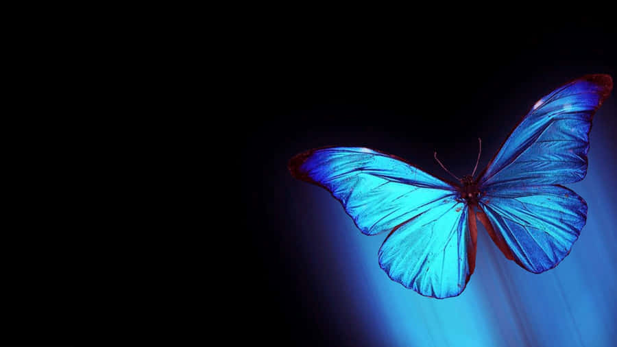 Mysterious Dark Butterfly On A Black Background Wallpaper