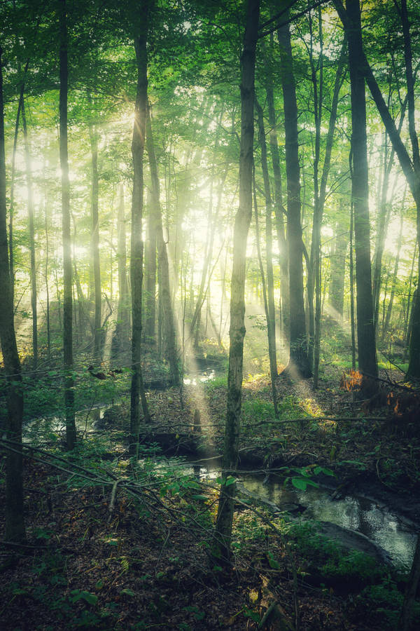 Mystical Forest Sunlight Wallpaper