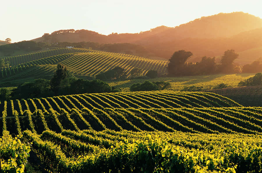 Napa Valley Vineyard Wallpaper