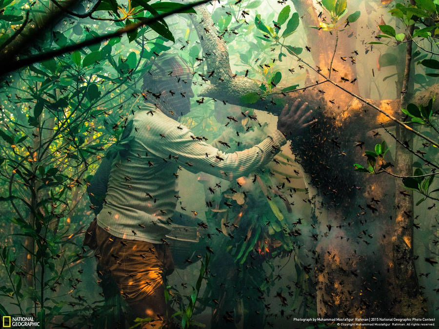 National Geographic Beekeeper Wallpaper