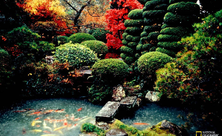 National Geographic Koi Pond Wallpaper