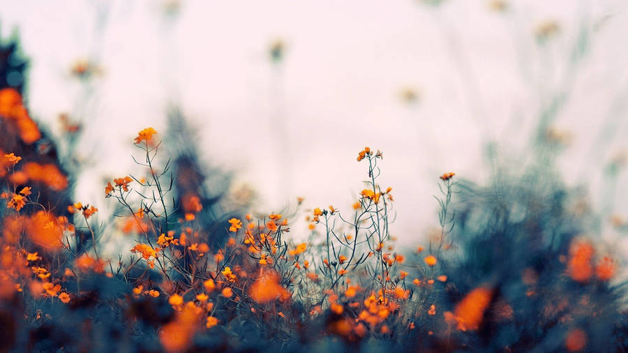 Natural Orange Aesthetic Flower Field Wallpaper