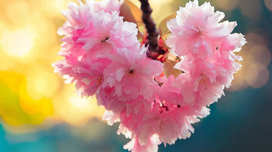 Nature Love Pink Flowers Wallpaper