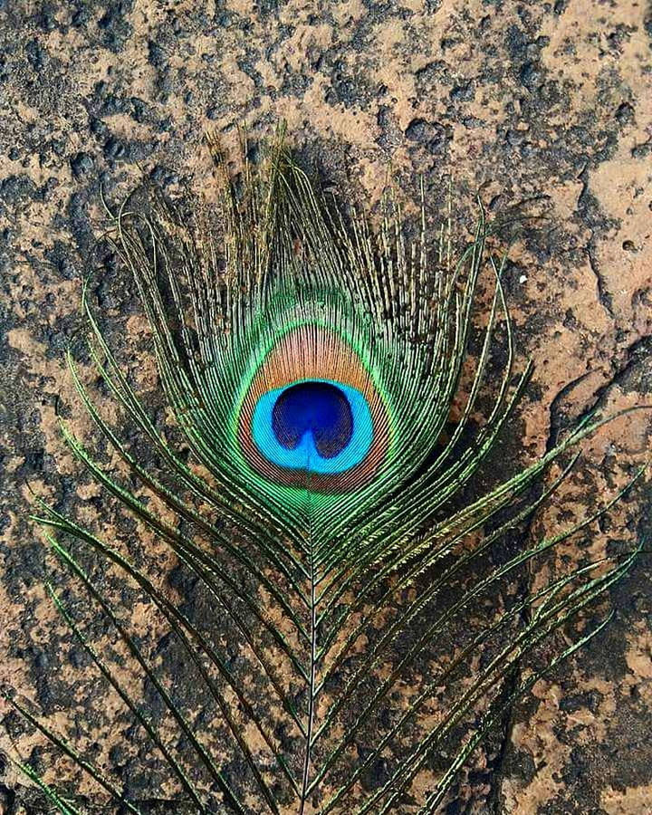 Neon Green Mor Pankh Wallpaper