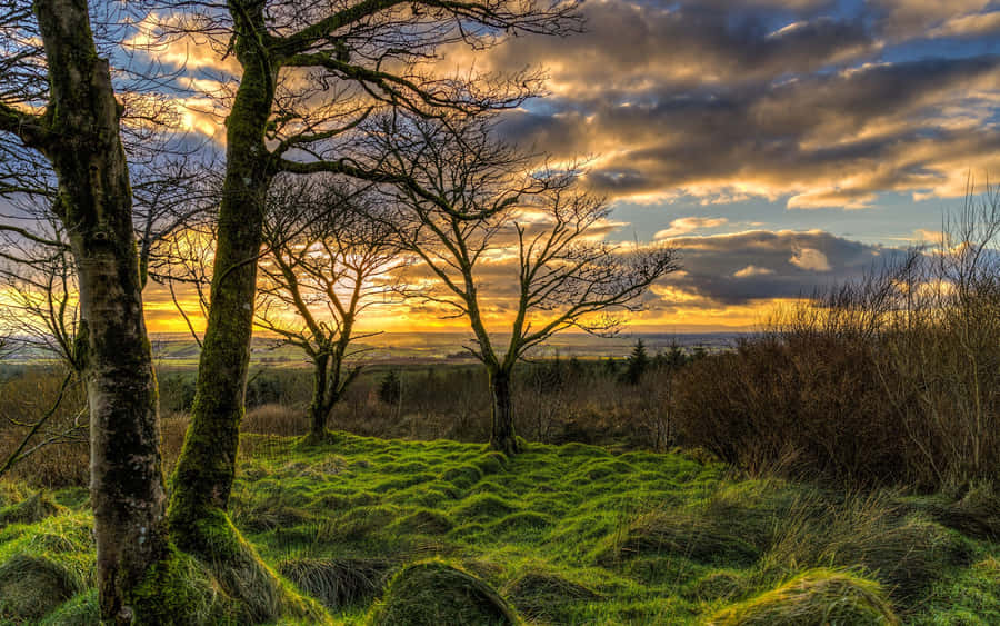 Northern Ireland Woodland Grass Sunset Wallpaper