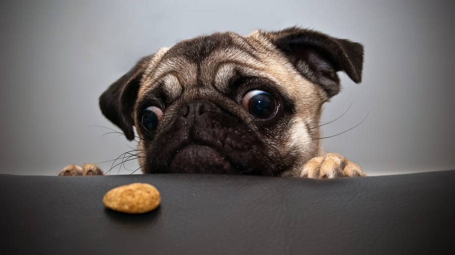 Nothing Better Than A Furry Friend To Brighten Your Day Wallpaper