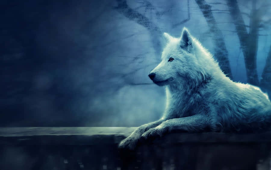Nothing Tames A Mystical Wolf Wallpaper
