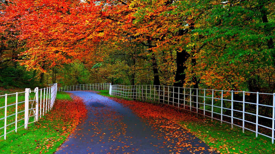 November Fall Road Leaves Grass Wallpaper