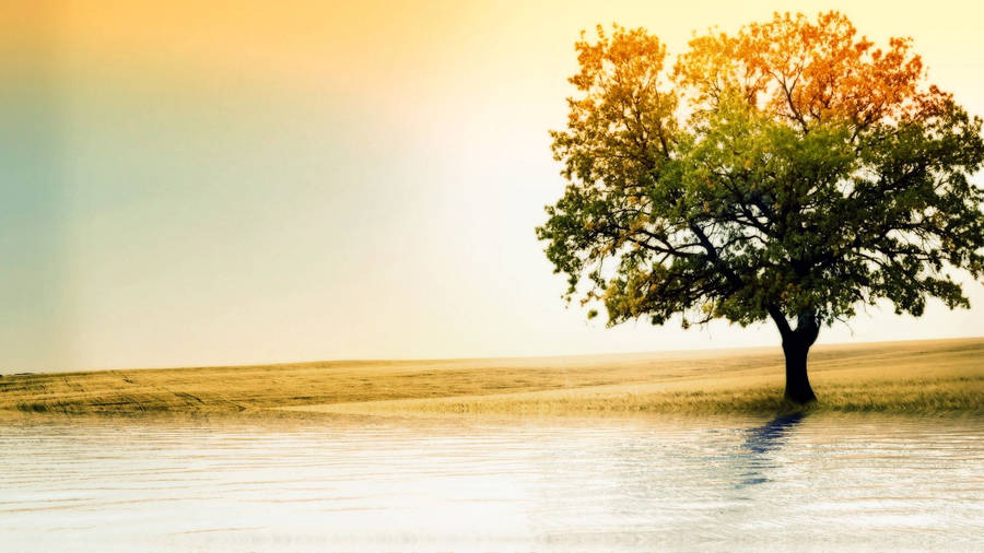 Oak Tree On Water Wallpaper