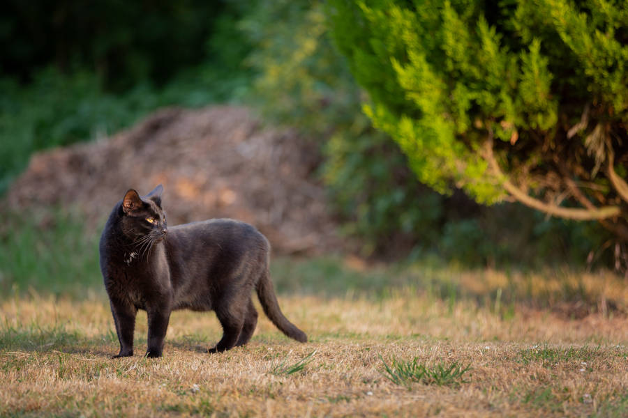 Old Black Cat Walking On A Garden Wallpaper