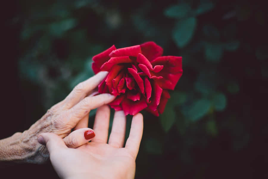Old Young Holding Hand Wallpaper
