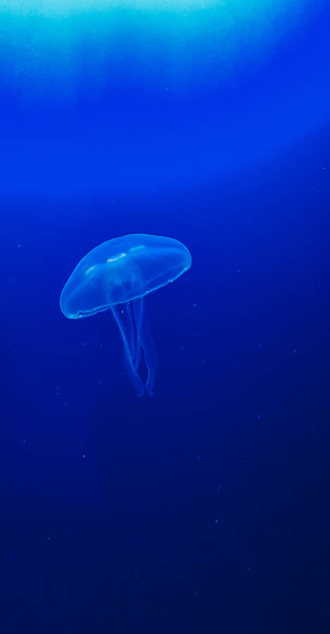 One Blue Jellyfish Wallpaper