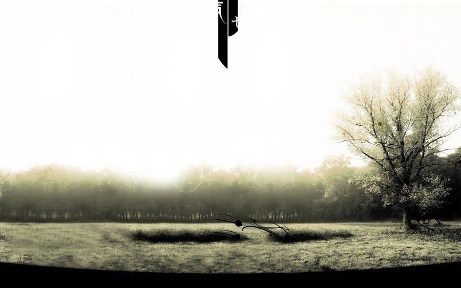 Open Monochrome Forest Wallpaper